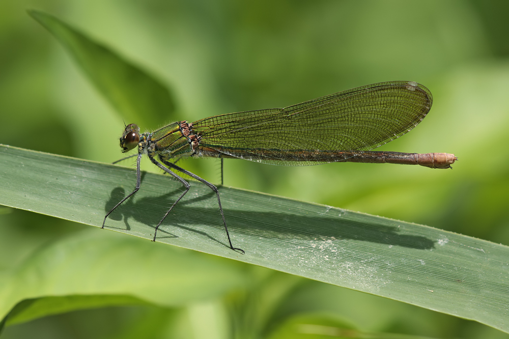 Calopteryx_xanthostoma_w_IMG_5117.jpg