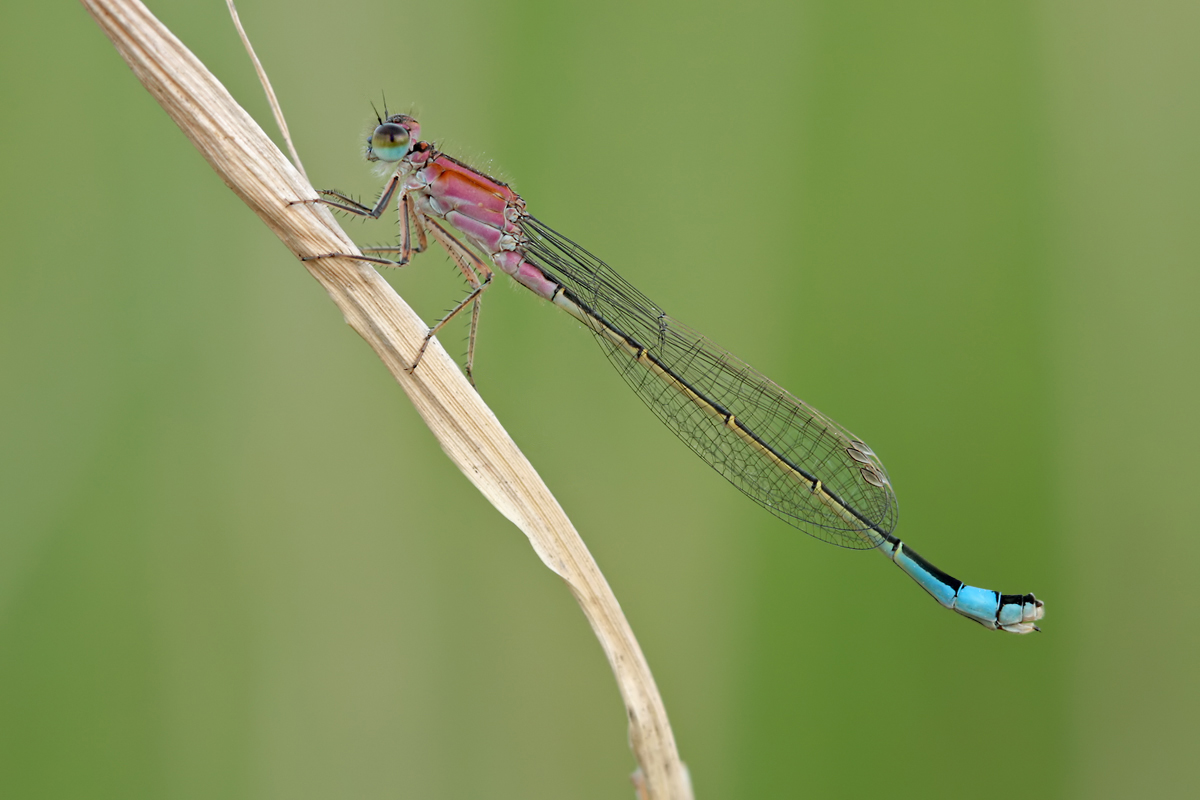 ischnura_elegans_w_juvenil_img_9552b_139.jpg