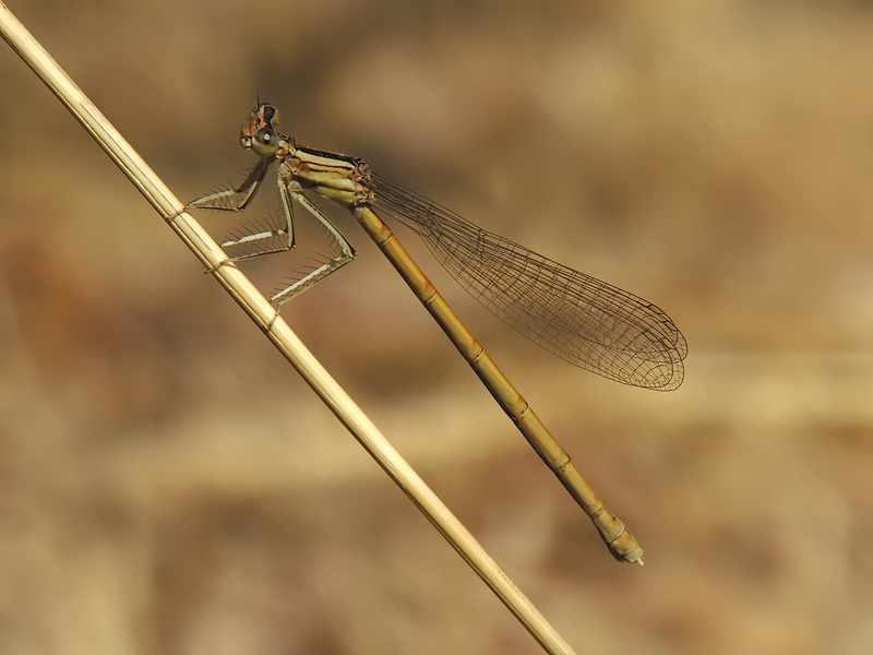 ts_platycnemis_acutipennis_02_160.jpg