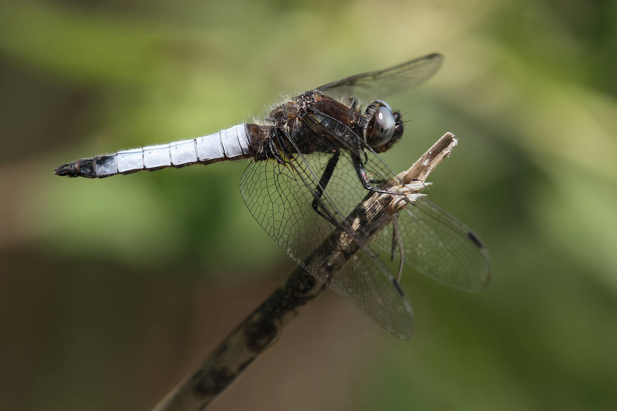 Libellula_fulva_m_IMG_5429b~0.jpg