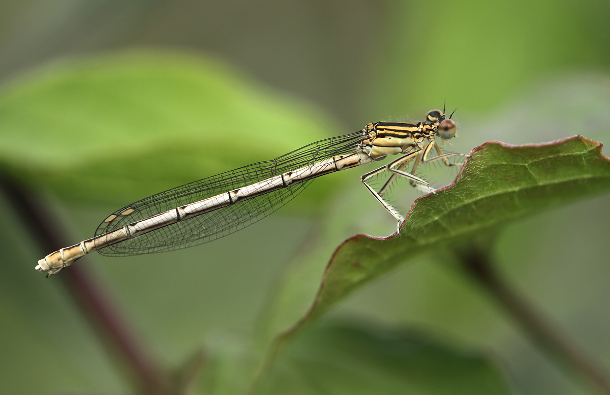 Platycnemis_pennipes_f_IMG_1366.jpg