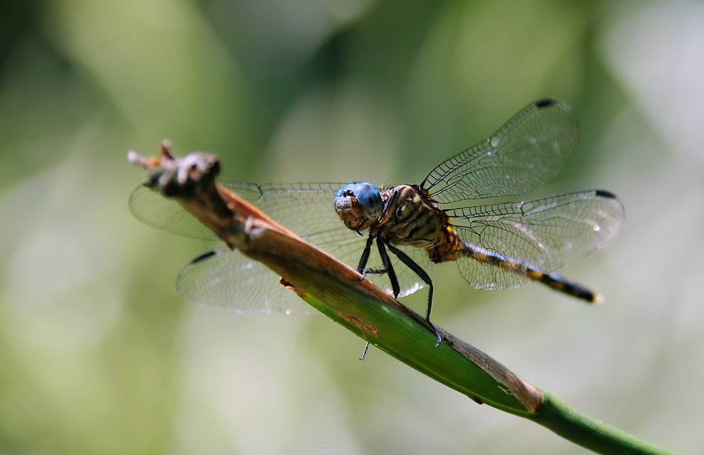 orthetrum_julia_male_horst_oppermann_01a.jpg