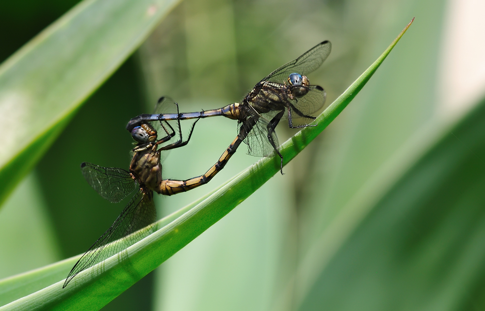 orthetrum_julia_paarungsrad_horst_oppermann_02.jpg