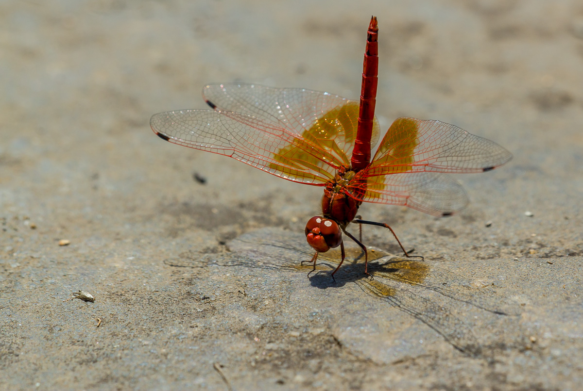 trithemis_kirbyi_4web_6090_440.jpg