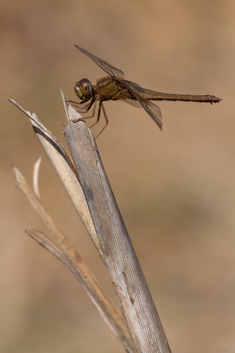 20111228_cocothemis_servilia_3_169.jpg