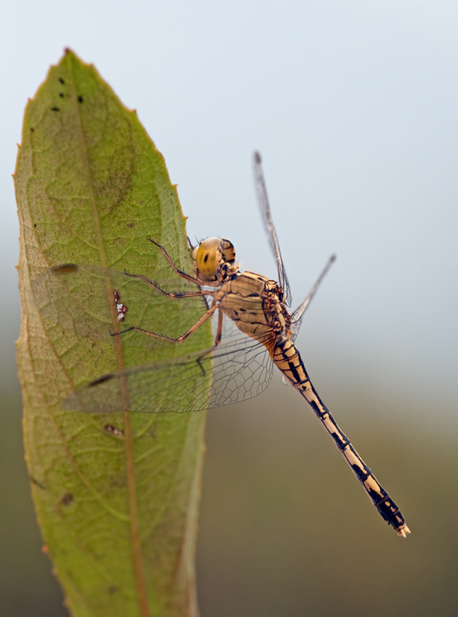 20090307_laos_libellenweibchen_mg_8563__638.jpg