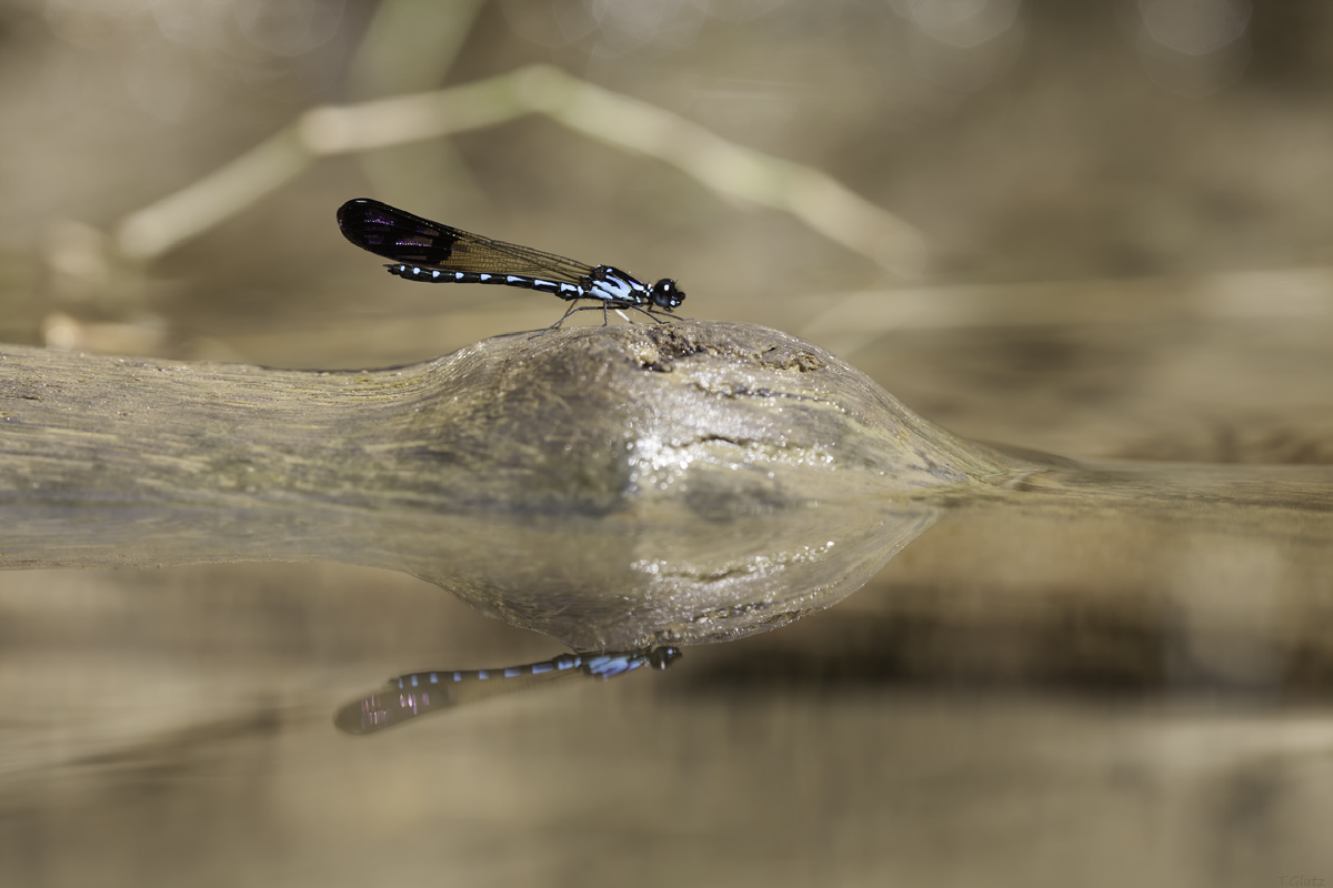 20121224_rhinocypha_perforata_perforata_male_img_0242_163.jpg