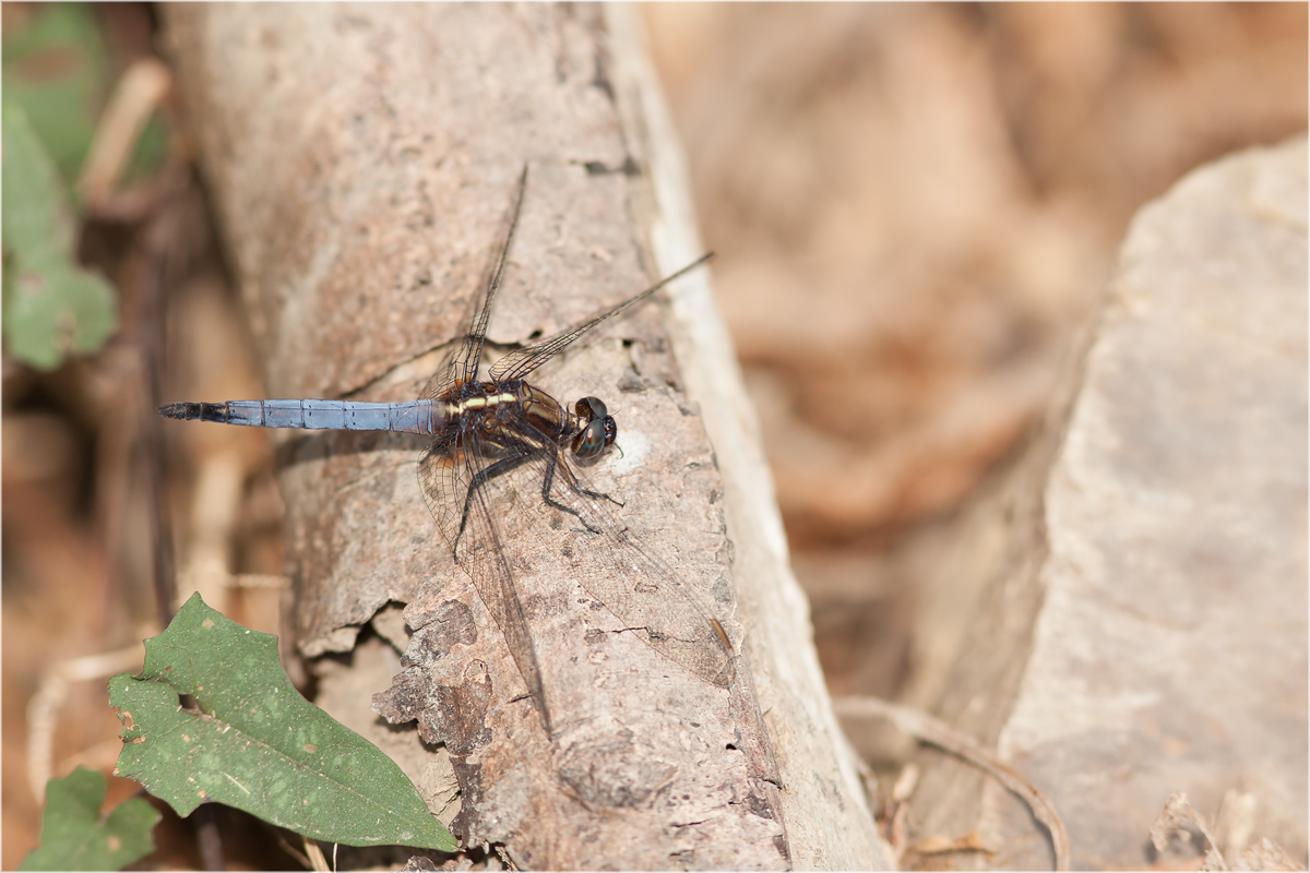 libelle_taiwan_blau_736.jpg