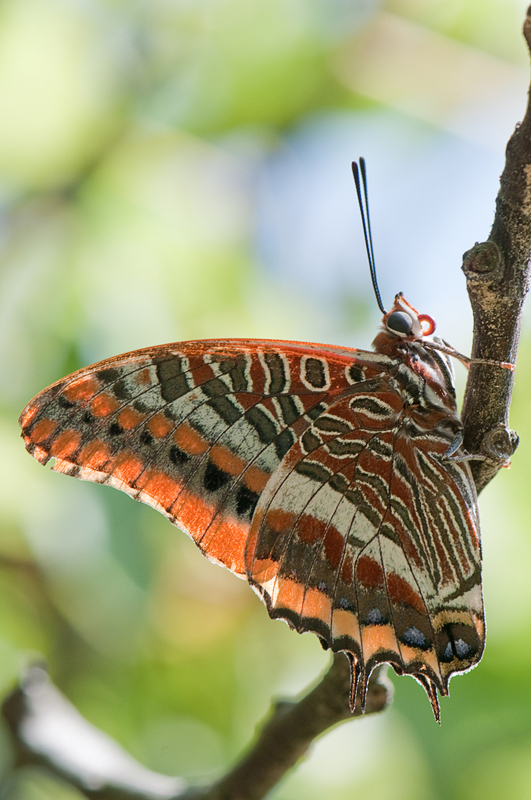 charaxes_jasius_ag_788.jpg