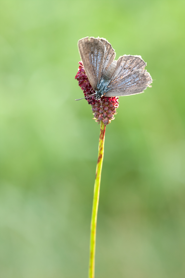 maculinea_teleius_heller_wiesenknopf_ameisen_blaeuling2_180.jpg