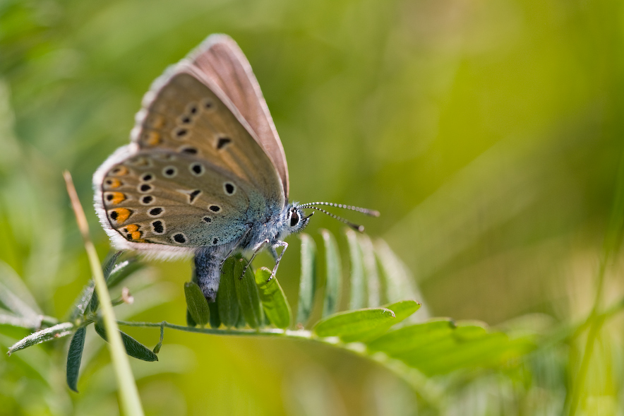 polyommatus_amandus_w_167.jpg