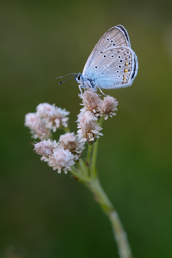 polyommatus_amandus_s_197.jpg