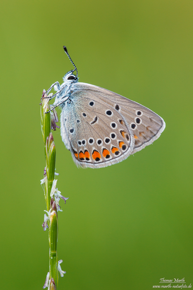 vogelwicken_blaeuling_2013_7337_390.jpg
