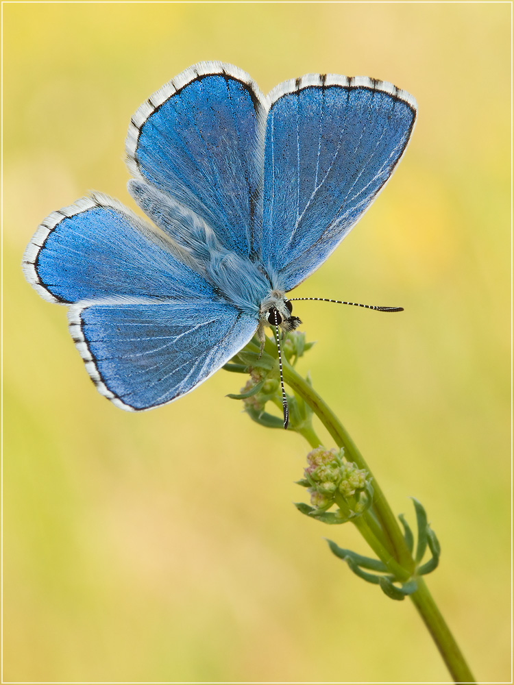 himmelblauer_blaeuling__polyommatus_bellargus_01_235.jpg