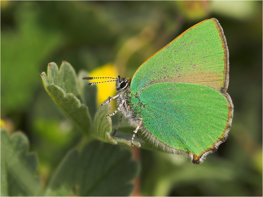 callophrys_rubi__brombeerzipfelfalter_167.jpg