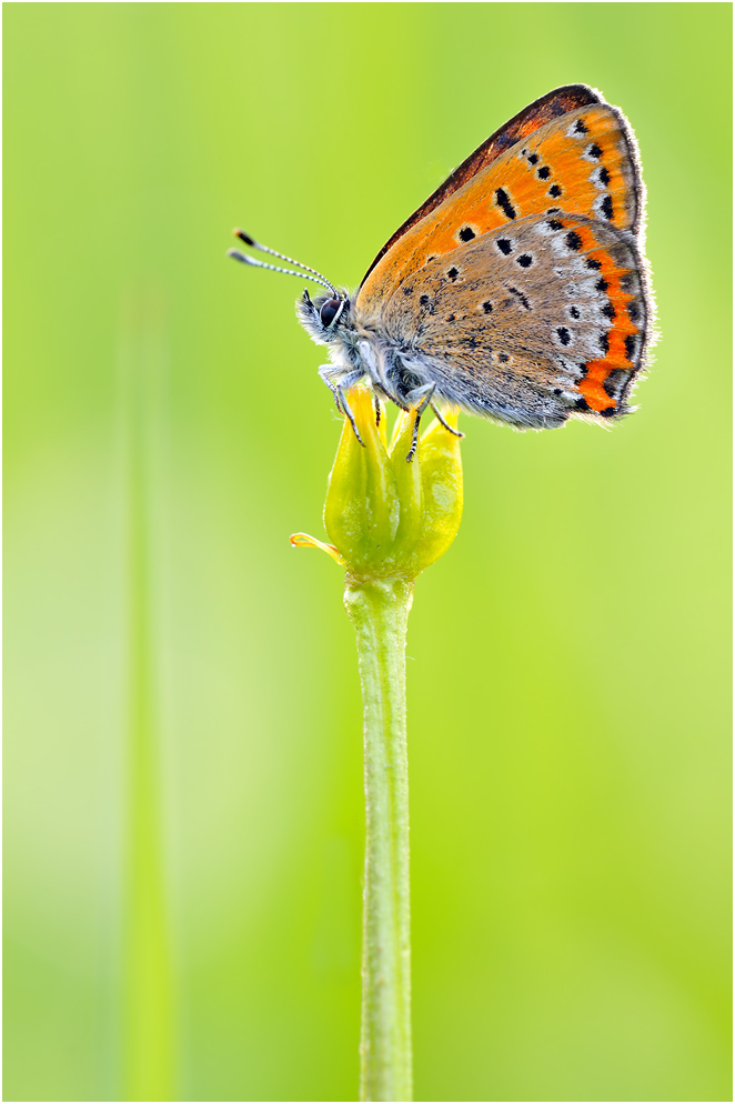 angie_dsc_6406_blauschillernder_feuerfalter_167.jpg