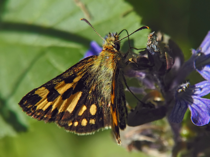 ts_carterocephalus_silvicolus_02_183.jpg