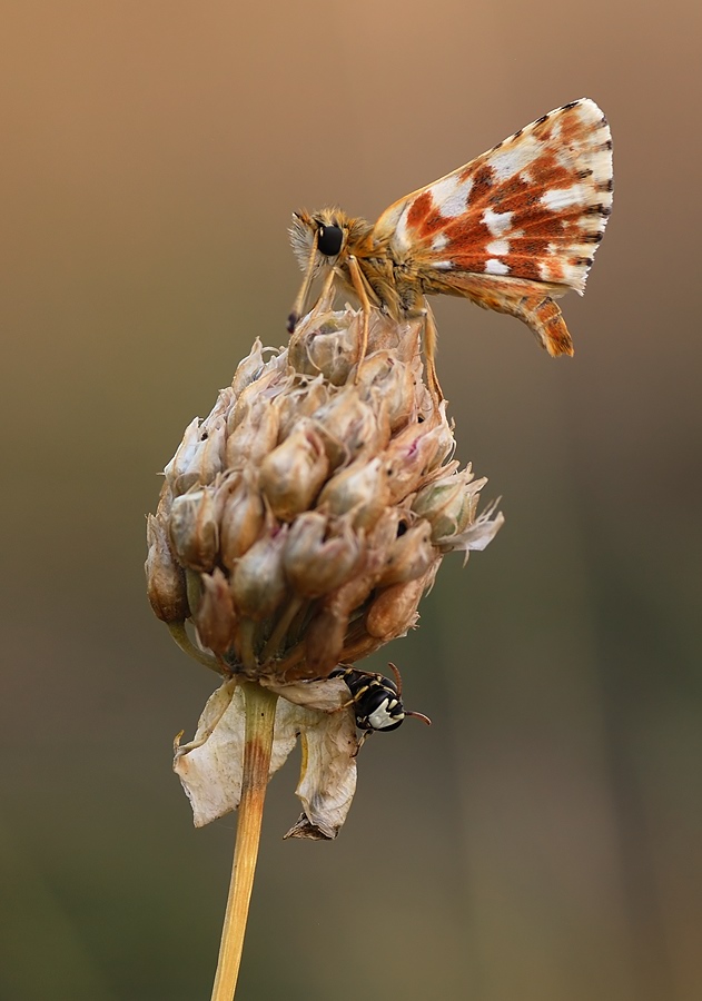 spaetsommer_wuerfel_dickkopffalter_pyrgus_cirsii_104.jpg