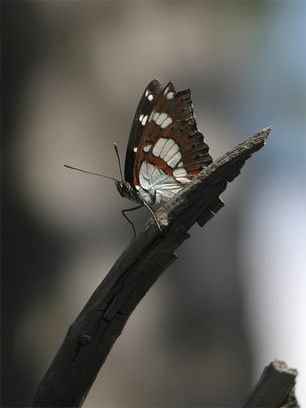 ts_limenitis_reducta_03_156.jpg