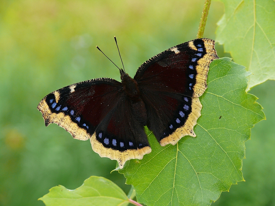 nymphalis_antiopa_trauermantel_4_824.jpg