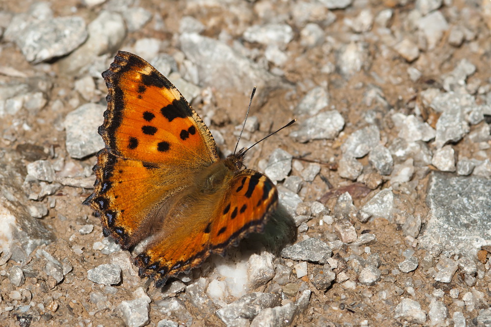 07258g_polychlorus_nymphalis_grosser_fuchs_2011_07_05_rl1_194.jpg
