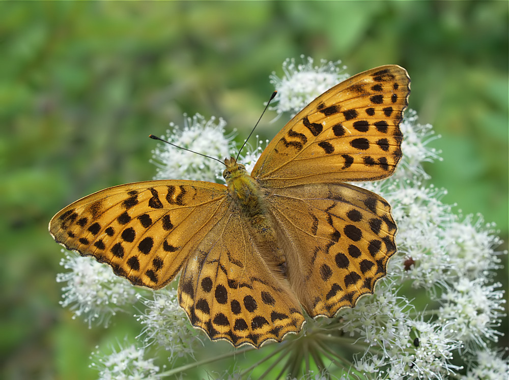 argynnis_paphia_p7284437_f250_104.jpg