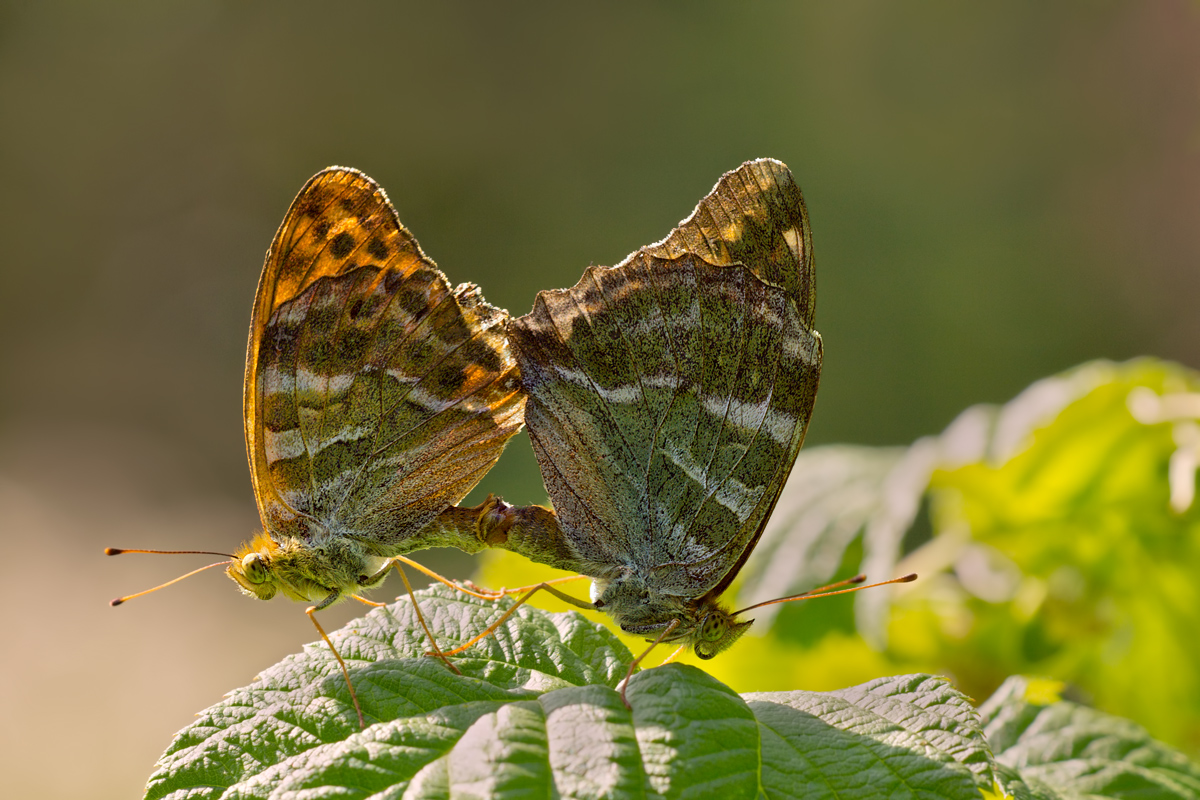 argynnis_paphia1_og152374_837.jpg