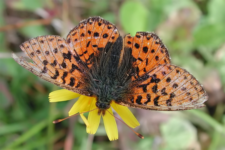 boloria_aquilonaris_2_204.jpg