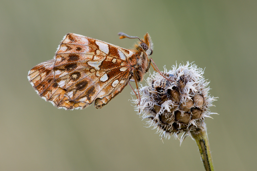 boloria_dia_s_358.jpg