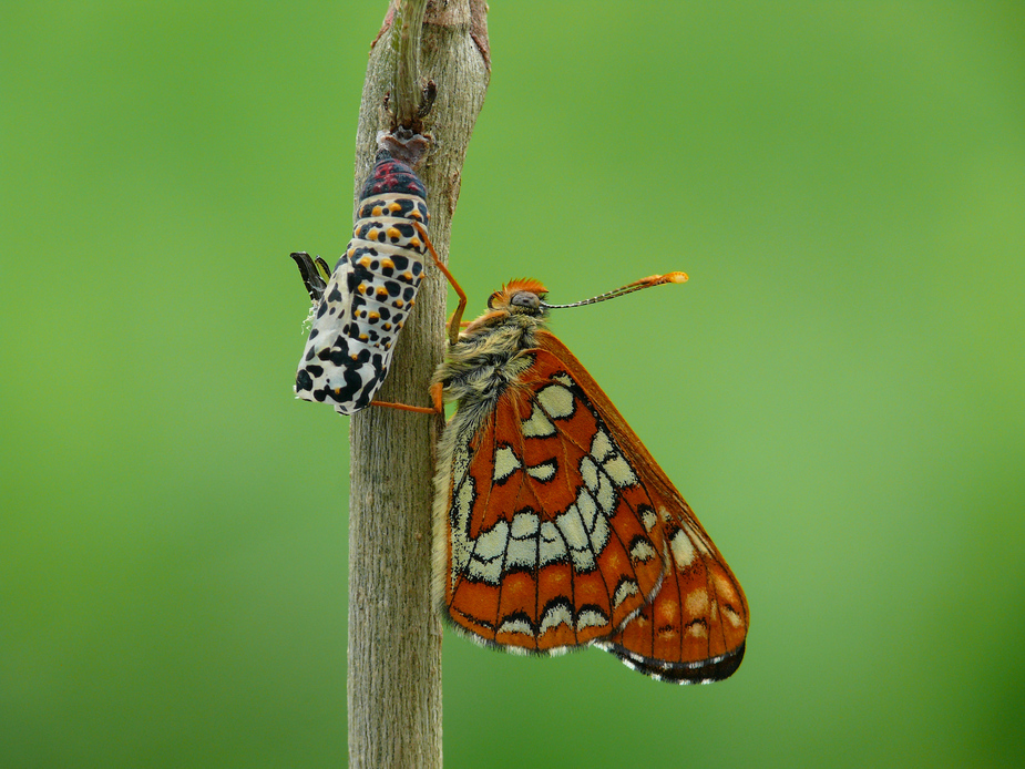 dryas_maturna_maivogel_42_passig_gemacht_178.jpg