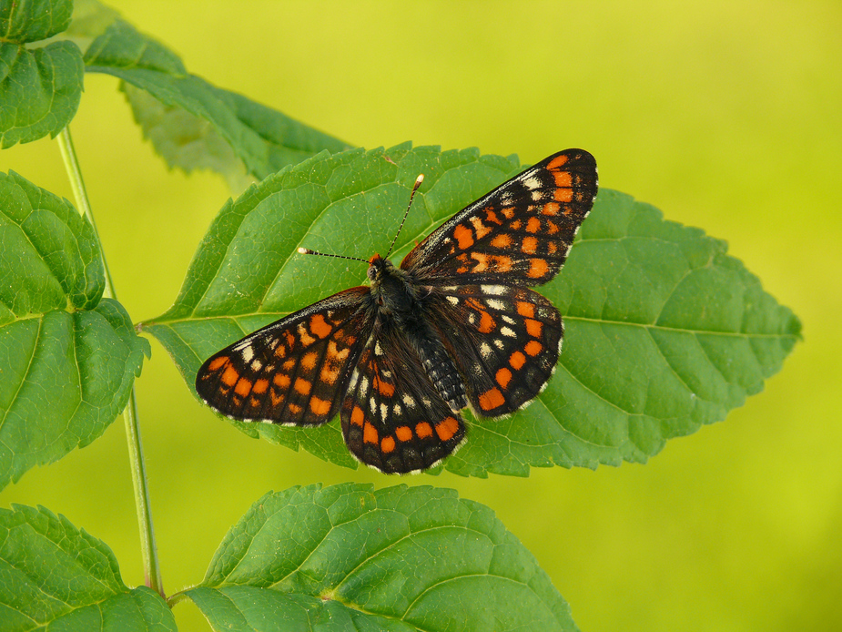 dryas_maturna_maivogel_92_passig_gemacht_105.jpg