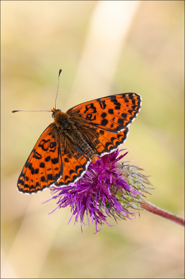 40d_img_0605_melitaea_didyma_roter_scheckenfalter_138.jpg