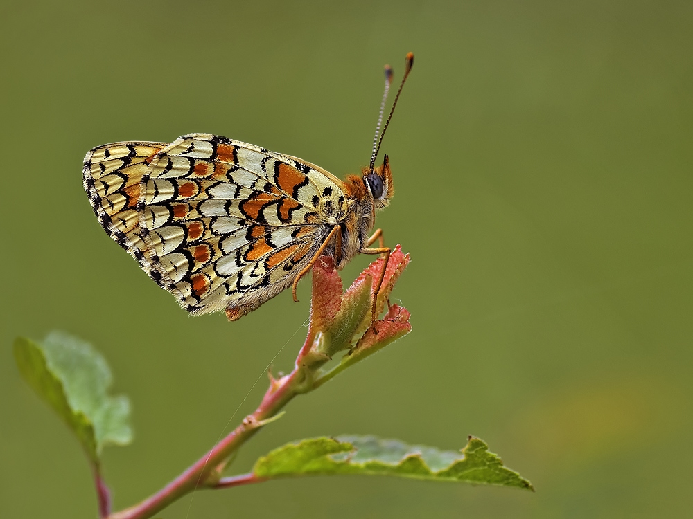 melitaea_phoebe__flockenblumenscheckenfalter_203.jpg