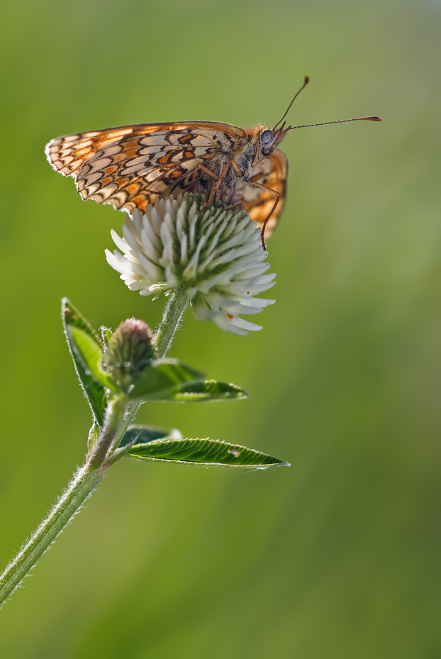 flockenblumen_scheckenfalter_melitaea_phoebe_1_716.jpg