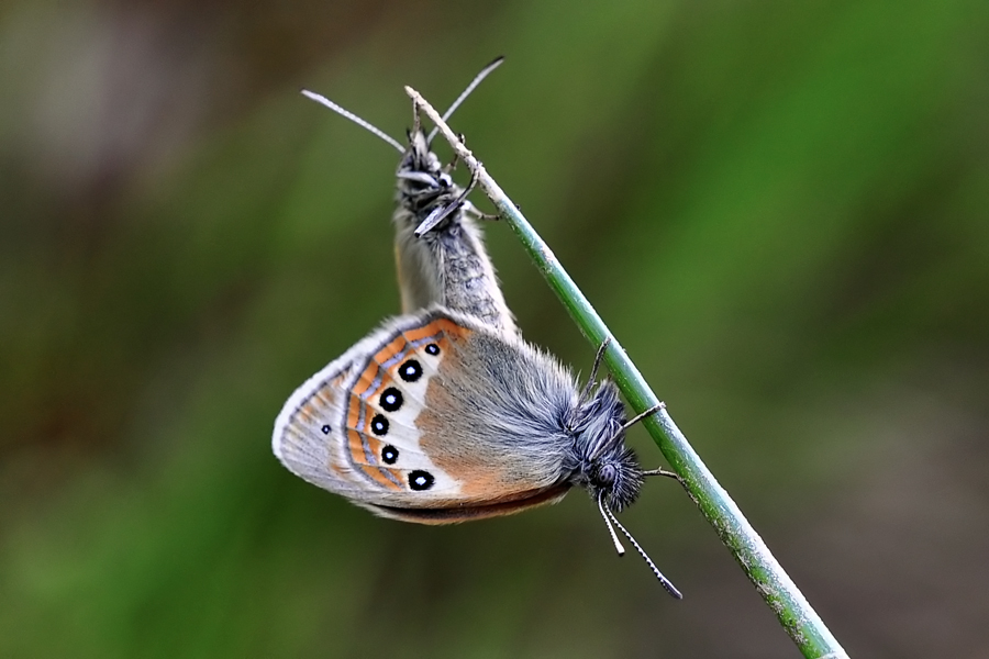 20100714_alpen_wiesenvoegelchen02_154.jpg