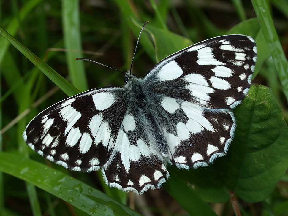melanargia_galathea_n250_778.jpg
