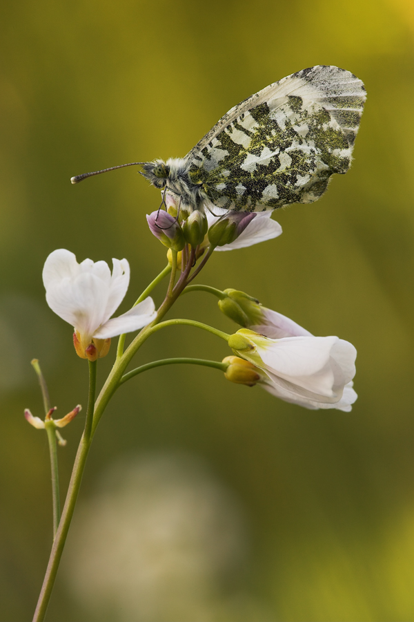 anthocharis_cardamines__aurorafalter__weibchen_131.jpg