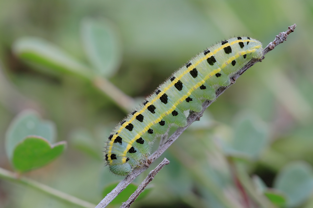 jena_august_07_colias_australis_raupe_tf_048_kopie_120.jpg