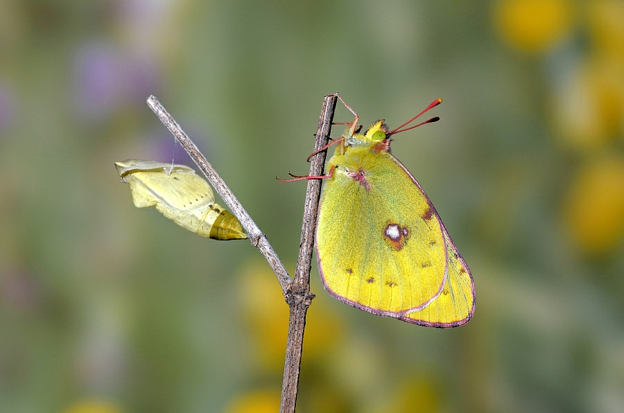 12_colias_hyale_goldene_acht_puppe_8_138.jpg