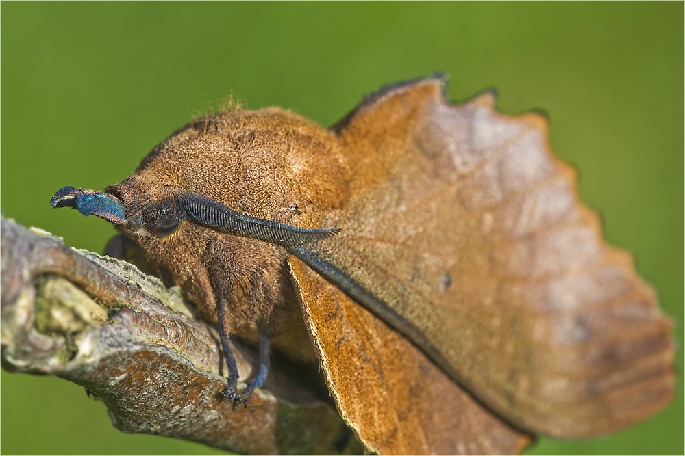 comp_gastropacha_quercifolia_3_144.jpg