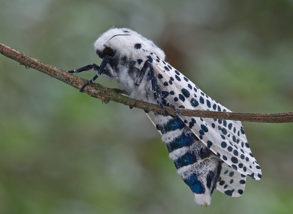 blausieb_schmetterling3_147.jpg