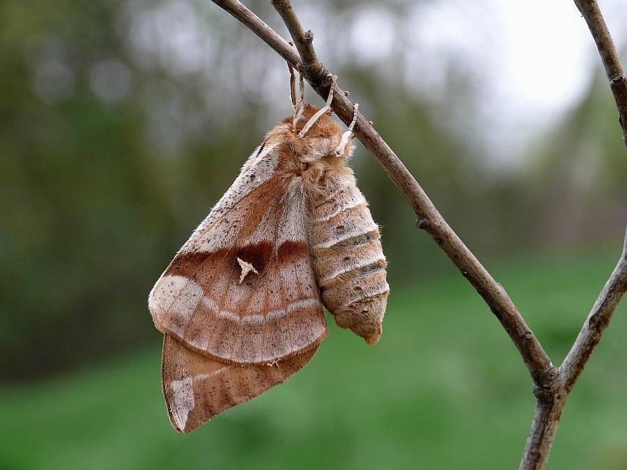 2_aglia_tau_nagelfleck_weibchen__926.jpg