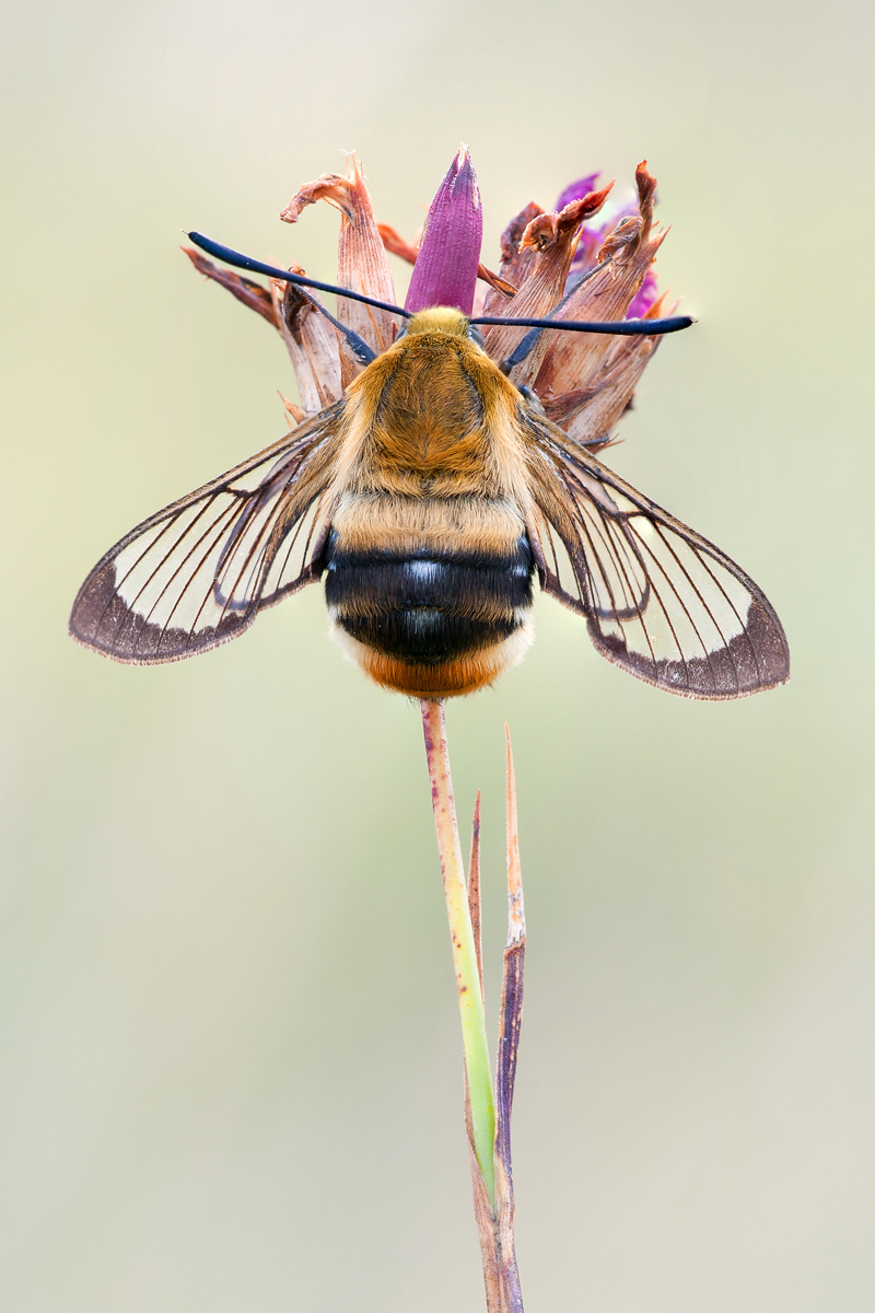 20120729_skabiosenschwaermer_597.jpg