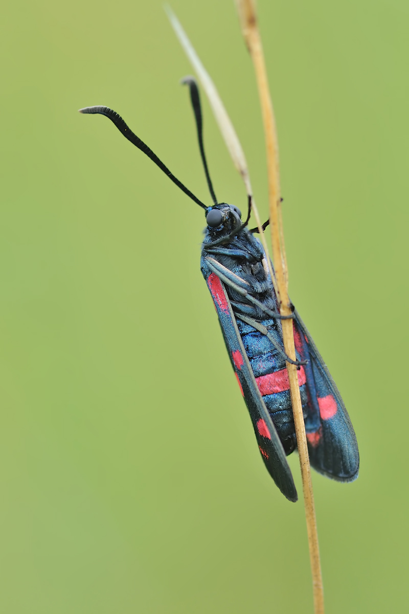 03995mm_ephialtes_zygaena_veraenderliches_widderchen_2012_07_08_rl0_164.jpg