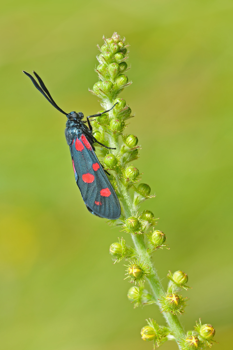 03995g_ephialtes_zygaena_veraenderliches_widderchen_2012_07_08_rl0_180.jpg