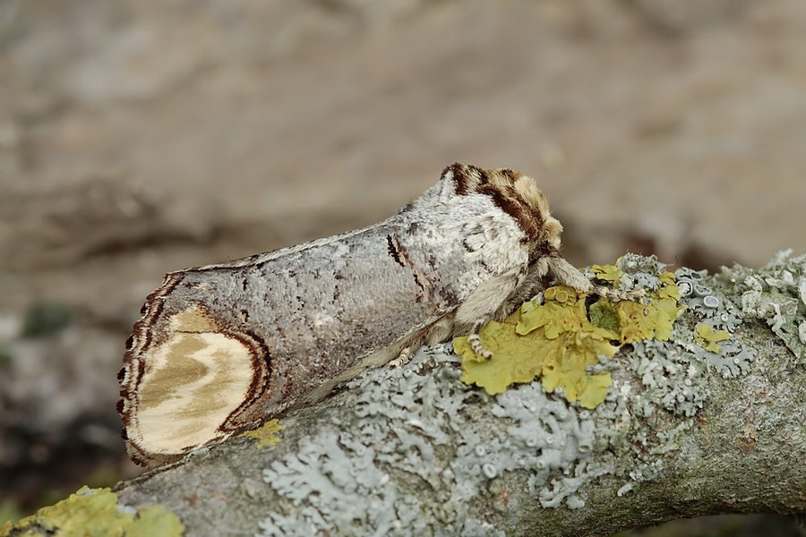 mondvogel_web_2_771.jpg