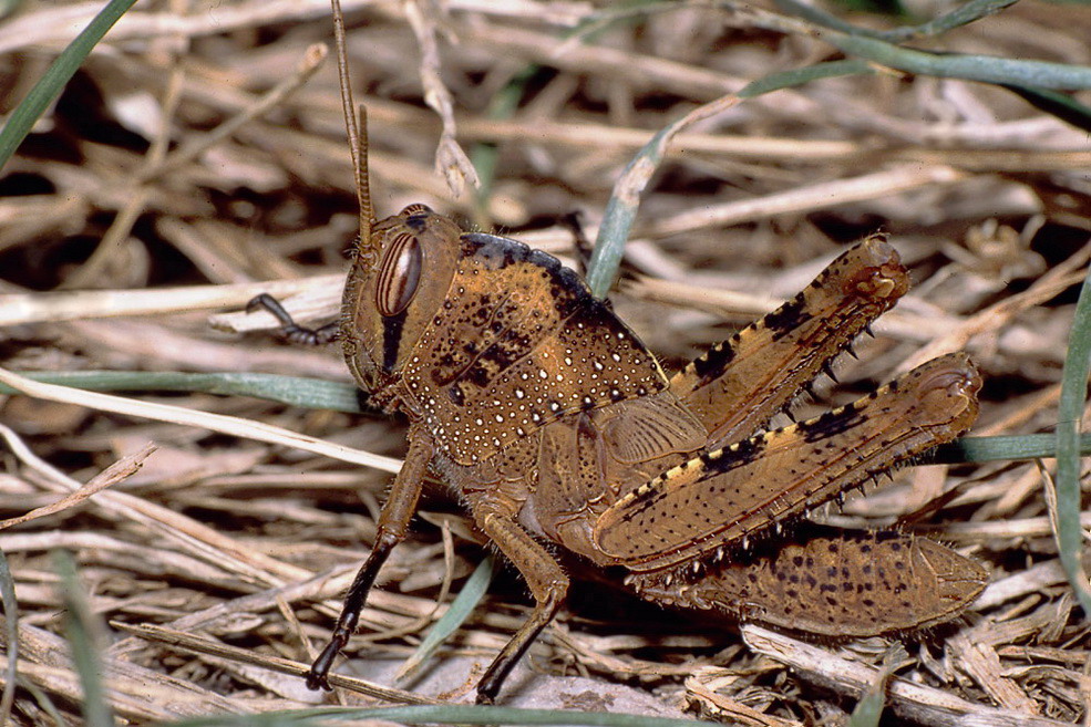 anacridium_aegyptium_gardasee_trockenhang_web_2_285.jpg