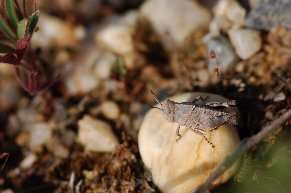 oedipoda_caerulescens__blaufluegelige_oedlandschrecke__larve_193.jpg