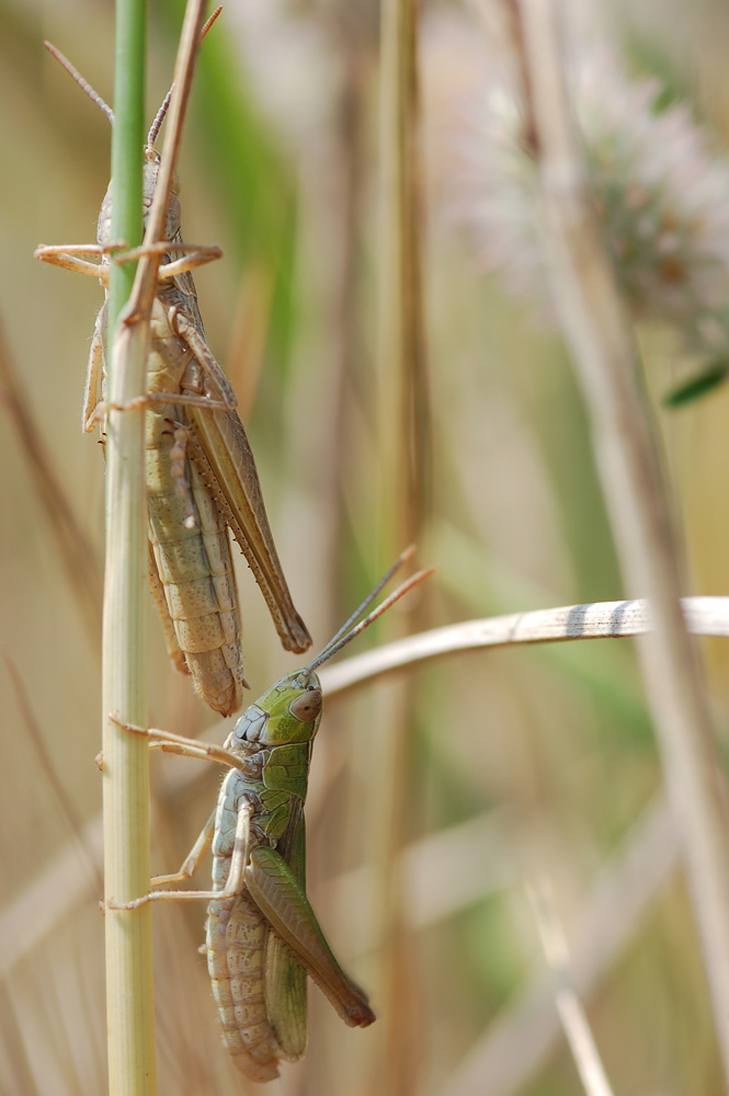 Chorthippus_albomarginatus_-_Weissrandiger_Grashuepfer_-_Balz.jpg