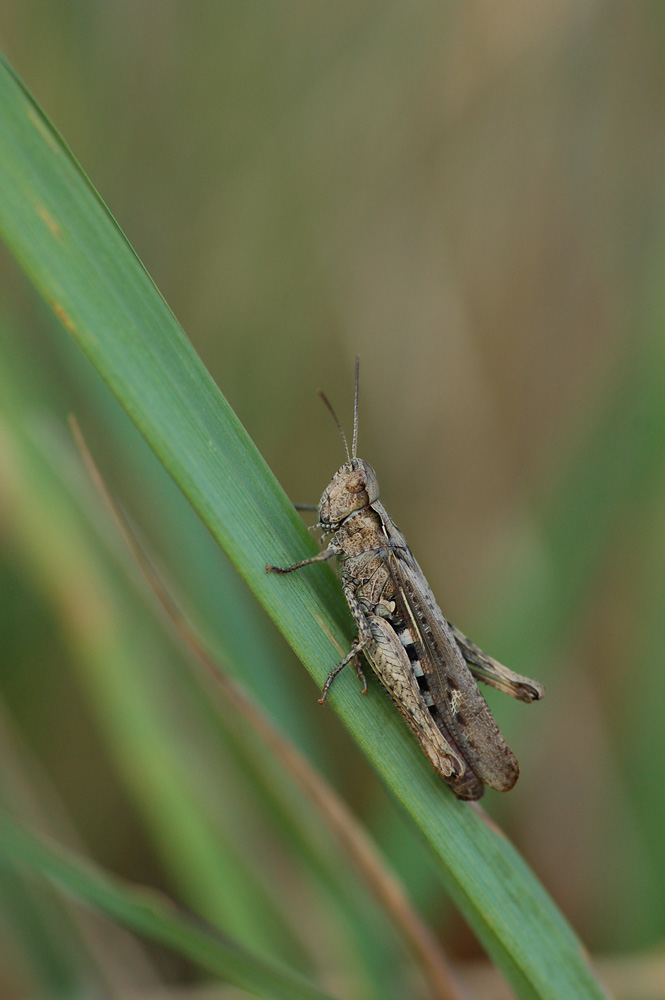 Chorthippus_brunneus_-_Brauner_Grashuepfer_-_Weibchen01.jpg